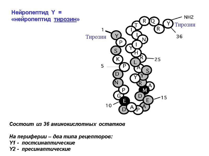 Нейропептид Y = «нейропептид тирозин» Тирозин Тирозин Состоит из 36 аминокислотных остатков Нейропептид Y = «нейропептид тирозин» Тирозин Тирозин Состоит из 36 аминокислотных остатков